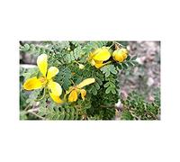 Pcs - 40x Cassia Siamea Thaï Cassia Arbre Jardin Plantes - Graines ID82 - Seeds & Plants Shop by Ipsa