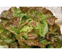 Pcs - 40x Salade Wunder Des 4 Saisons - Salade Légumes Graines Jardin KS370 - Seeds & Plants Shop by Ipsa