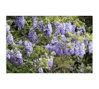 Pcs - 4x Wisteria Bleu Climbing Flowers Jardin Plantes - Graines K150 - Seeds & Plants Shop by Ipsa