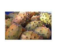 Pcs - 4x Xotica Kiwano Melon à Cornes Cucumis Metulifer Jardin Légumes - Graines KS181 - Seeds & Plants Shop by Ipsa