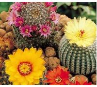 Pcs - 50x Cactus Mélange de Graines Cactus Espèces Semences Jardin Plantes - Graines K50 - Seeds & Plants Shop by Ipsa