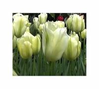 Pcs - 50x Viridiflora -tulpen Sauté Vert Bulbe de Fleur Jardin Plantes F-ZSD47 - Seeds & Plants Shop by Ipsa
