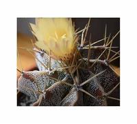 Pcs - 5x Astrophytum Ornatum - Sternkaktus Cactus Plantes - Graines ID1649 - Seeds & Plants Shop by Ipsa