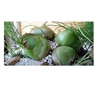 Pcs - 5x Bowiea Volubilis Klettermeerzwiebel Caudex Plantes - Graines B1943 - Seeds & Plants Shop by Ipsa