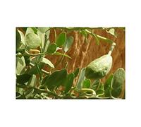 Pcs - 5x Capparis Cartilaginea Arbre Jardin Plantes - Graines ID1160 - Seeds & Plants Shop by Ipsa