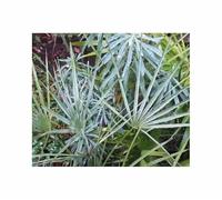 Pcs - 5x Chamaerops Humilis Var. Cerifera - Bleu Palmier Paumes - Graines ID1645 - Seeds & Plants Shop by Ipsa