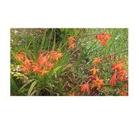 Pcs - 5x Crocosmia Aurea Gold-Montbretie Jardin Plantes - Graines B1041 - Seeds & Plants Shop by Ipsa