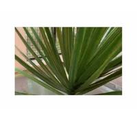 Pcs - 5x Dracaena Arborea - Africain Dragonnier Seau Plantes - Graines ID1700 - Seeds & Plants Shop by Ipsa