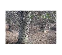 Pcs - 5x Fouquieria Columnaris Boojum Arbre Jardin Plantes - Graines B940 - Seeds & Plants Shop by Ipsa