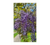 Pcs - 5x Glycine Sinensis Wisteria Plante Grimpante Plantes - Graines B488 - Seeds & Plants Shop by Ipsa