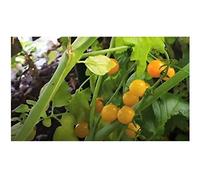 Pcs - 5x Jaune Groseille Bio Tomates Jardin Plantes - Graines PW77 - Seeds & Plants Shop by Ipsa