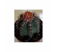 Pcs - 5x Melocactus Neryi Cactus En Amérique Du Sud Fleurs Plantes - Graines ID1787 - Seeds & Plants Shop by Ipsa