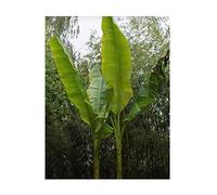 Pcs - 5x Musa (Bananier) Sikkimensis Banane de Darjeeling Fruits Plantes - Graines B1805 - Seeds & Plants Shop by Ipsa