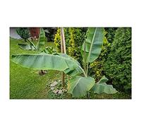 Pcs - 5x Musa (Bananier) Yunnanensis Yunnan Banane Jardin Plantes - Graines ID309 - Seeds & Plants Shop by Ipsa