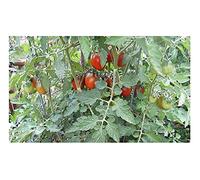 Pcs - 5x Noir Red Plum Prune Rouge Bio Tomates Jardin Plantes - Graines PW71 - Seeds & Plants Shop by Ipsa