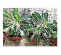 Pcs - 5x Pachypodium Saundersii Madagascar Palmiers Caudex Plantes - Graines B24 - Seeds & Plants Shop by Ipsa