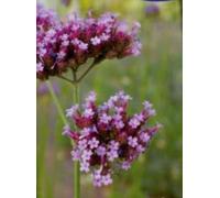 Pcs - 600x Unique Violet Top Verveine Bonariensis Semences Plantes - Graines K363 - Seeds & Plants Shop by Ipsa