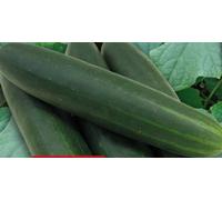 Pcs - 6x Concombre Sonja F1 Eko-Gurken Légumes Graines Salade KS438 - Seeds & Plants Shop by Ipsa