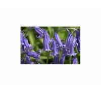 Pcs - 75x Hyacinthoides non-Scripta Bulbe de Fleur Jardin Plantes F-ZSD99 - Seeds & Plants Shop by Ipsa