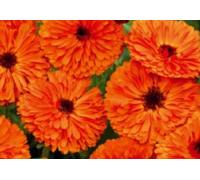 Pcs - 75x Souci Indian Prince Doppelblumig Graines Plant Jardin K155 - Seeds & Plants Shop by Ipsa