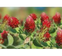 Pcs - 80x Trefle Rouge, Bienentrachtpflanze Red Clover Eko-Gründünger Graines KS451 - Seeds & Plants Shop by Ipsa
