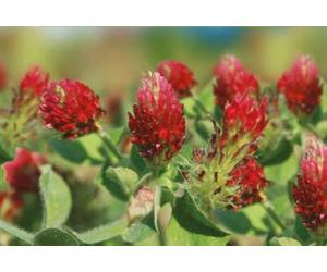 Pcs - 80x Trefle Rouge, Bienentrachtpflanze Red Clover Eko-Gründünger Graines KS451 - Seeds & Plants Shop by Ipsa