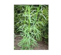 Pcs - 825x Estragon Russe Artemisia Dracunculus Semences Plantes - Graines K205 - Seeds & Plants Shop by Ipsa