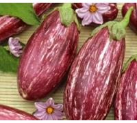 Pcs - 8x Aubergine Listada De Gandia- Aubergine Légumes Graines KS461 - Seeds & Plants Shop by Ipsa