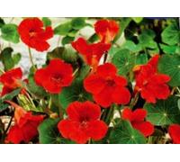 Pcs - 8x Capucine Empress Of India Rouge, Bas Einzelblumig - Graines KS310 - Seeds & Plants Shop by Ipsa