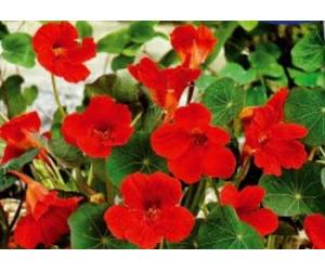 Pcs - 8x Capucine Empress Of India Rouge, Bas Einzelblumig - Graines KS310 - Seeds & Plants Shop by Ipsa