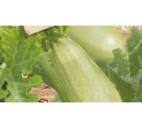 Pcs - 8x Courgette Gris Griller F1 Vieux Variétés Légumes Jardin Plantes - Graines K458 - Seeds & Plants Shop by Ipsa