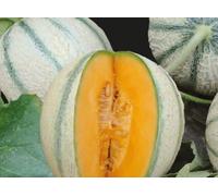 Pcs - 8x Melon Artemis F1 Melon Auto Féconde Fruits Jardin Plantes - Graines K419 - Seeds & Plants Shop by Ipsa