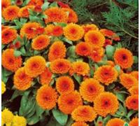 Pcs - 90x Souci Orange Gitana Calendula Semences Jardin Plantes - Graines K156 - Seeds & Plants Shop by Ipsa