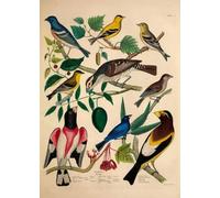 PDSYUCHEN Difficult Puzzle - 1000 Pièces Puzzles - Birds Retro Illustrations - Décoration Murale - Jeu De Défi pour Adultes - Jouets De Défi Amusants en Famille - Jw114Th