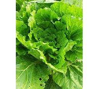 Pe-tsaï, chou chinois 'Wong Bok' (Brassica rapa subsp. pekinensis) env. 200 semences