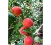 Peaches