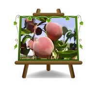 Pêcher pêche Flavorcrest Plante Fruitière Âge 4 ans | à la pulpe jaune, Ancienne, Hauteur maximale 180 cm