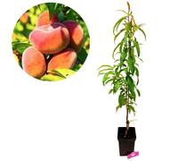 pecher sauvage Prunus persica Donut - Pot 23cm