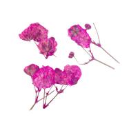 Peggy Sage Dried Flower Nail Decor Pink Branches
