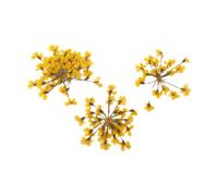 Peggy Sage Dried Flower Nail Decor Yellow Bouquet