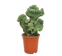 Peigne en forme de cactus myrtillocactus geometrizans cristata - Pot de 17 cm