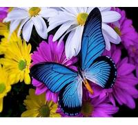 Peinture au diamant Papillon D0443