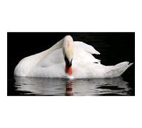 Peinture CIGNO G5922 PINTDECOR