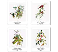 Peinture de Modèle d'art Décoratif en 4 Pièces , Décoration Murale d'image de Motif de Oiseau Classique Sans Cadre,Taille du papier d'art: 20x25 cm, Naturel minimaliste Pour Bureau John Gould Print