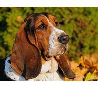 Peinture diamant 5D à faire soi-même, broderie Basset Hound, point de croix, perceuse ronde complète, mosaïque, décor artistique, 30x40cm