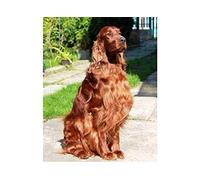 Peinture diamant 5D, chien Setter irlandais, kits d'art diamant pour adultes, kits d'artisanat en cristal mosaïque pour décoration murale de la maison, 40x50cm
