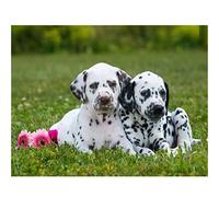 Peinture Diamant 5d Complet Adulte Chien Dalmatien DIY Diamond Painting kits Broderie Diamant Painting Point De Croix toile Stickers Arts Décoration mural 40x60cm Square Drill