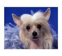 Peinture Diamant 5D Complet Chien chinois à crête Diamond Painting Kit Complet Adulte Enfant Peinture Diamant par Numéro Diamant Art Craft Toile Décoration Salon Chambre Bureau 40x50cm/16x20inch