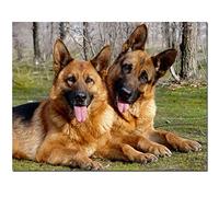 Peinture Diamant 5d Complet Grand Format, Chien de race berger allemand DIY diamant painting Cristal Strass Point de Croix Arts Salon Chambre Décoration mural Cadeau 40x50cm/16x20inch Square drill