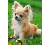 Peinture Diamant 5d Complet, Round Drill Chihuahua 50x70cm DIY 5D Diamant Peinture Point De Croix Broderie Diamond Painting Kits Mosaïque Toile Artisanat Home Décoration Autocollant Mural (20x28in)